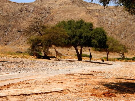 Giraffe Under Desert Tree Free Stock Photo - Public Domain Pictures