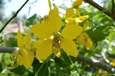 You won’t see this every day in California – a flowering Cassia fistula