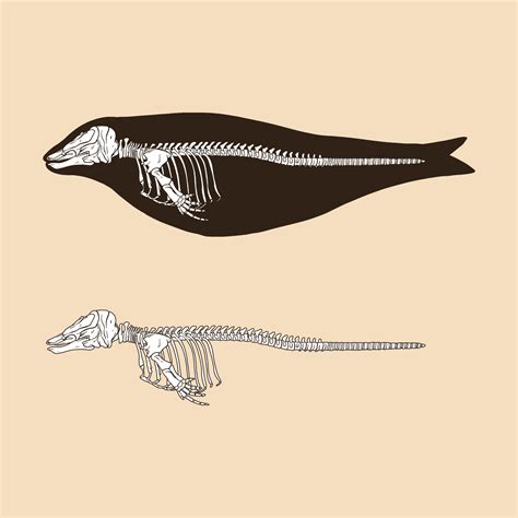 Skeleton narwhal female vector illustration 12761857 Vector Art at Vecteezy