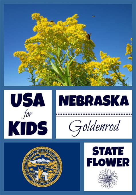 Nebraska State Flower - Goldenrod by USA Facts for Kids