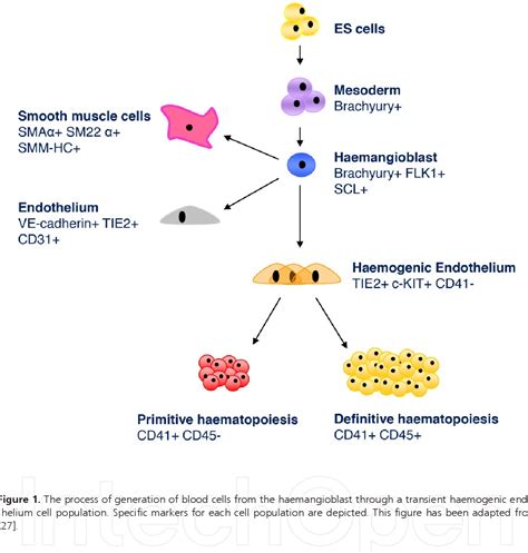 Figure 1 from Embryonic Stem Cell Differentiation – A Model System to ...