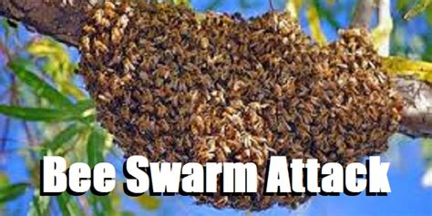 Bee swarm attacks hospitalize six – Two victims suffer 70 to 100 stings each – Riverside County ...