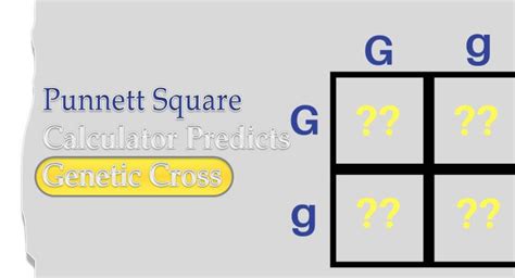 Punnett Square Calculator Archives - Intellectfolks