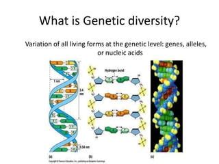 Genetic diversity lecture notes | PPT