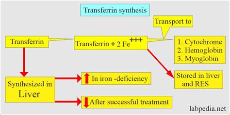 Difference Between Ferritin And Transferrin Compare The, 45% OFF