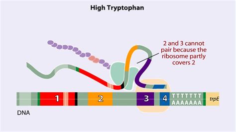 Lac Operon Animation