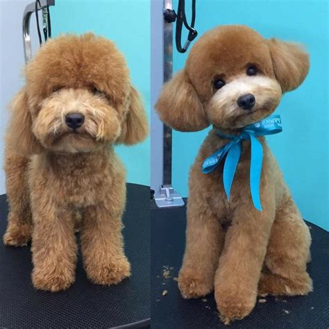 Pin by Rocio Brindiz on Asian Fusion Dog Grooming | Cockapoo grooming ...