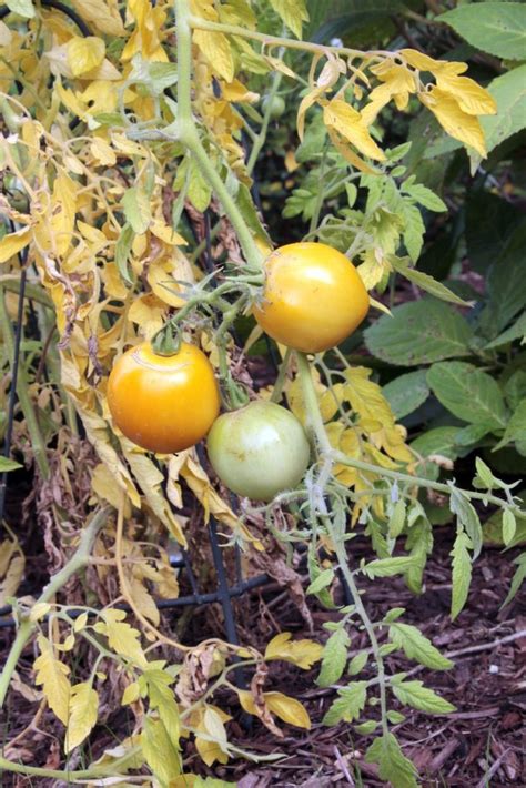 Septoria Leaf Spot Treatment To Save Your Tomatoes - GetRather.com