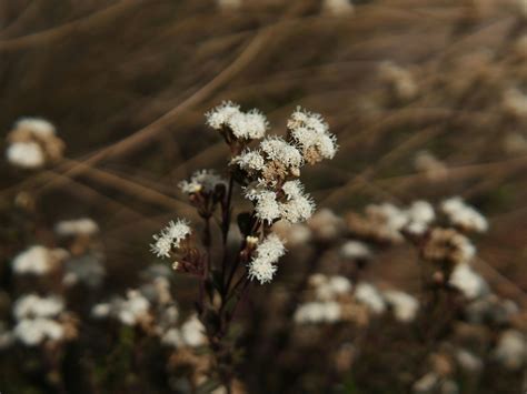 Baccharis Glutinosa Photos, Download The BEST Free Baccharis Glutinosa Stock Photos & HD Images