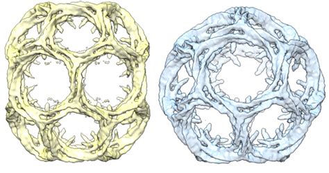 Clathrin: maintaining cell health in geometric style | Royal Society of Biology blog