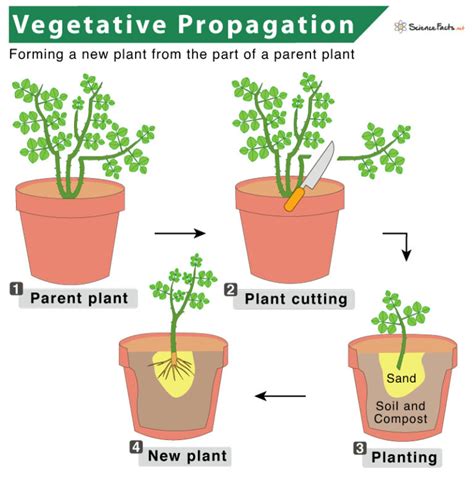 Vegetative Propagation Definition Types Examples Diag - vrogue.co