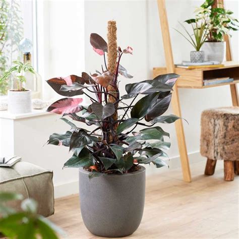 The Ultimate Guide to Philodendron Pink Princess Plant Care