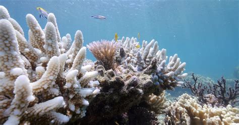 Bleaching May Have Killed Half the Coral on the Northern Great Barrier ...