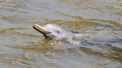 Pictures: Ultra-cute newborn dolphin being hand-reared - CBBC Newsround