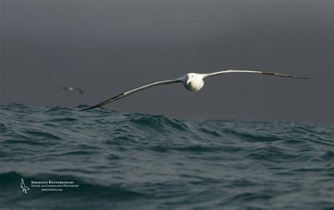 Free Royal Albatross Wallpaper - Sebastian Kennerknecht PhotographySebastian Kennerknecht ...