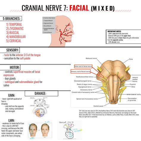 Facial Nerve Graphic | Facial nerve, Cranial nerves, Facial nerve anatomy