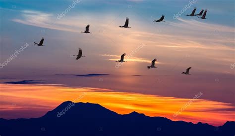 Pictures : migratory birds | Migratory Birds Flying at Sunset — Stock ...