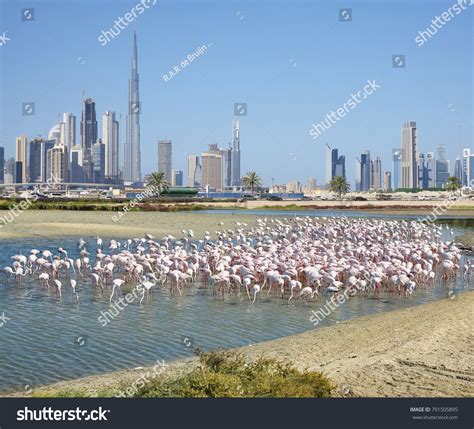 1,603 Khor dubai Images, Stock Photos & Vectors | Shutterstock