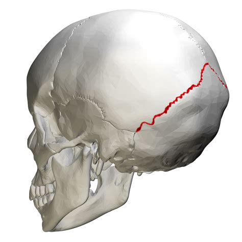 Lambdoid suture : articulate parietal bones with occipital bone | Neck ...