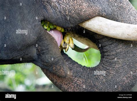 Captive elephant feeding on bananas in an elephant sanctuary. Kerala Stock Photo: 9766346 - Alamy