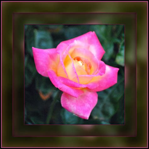 World Peace Rose Garden Capitol Park Sacramento CA | Flickr