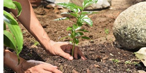 How to Plant Bare-Root Trees: Step-by-Step Process