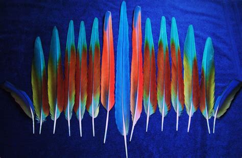 macaw feathers | Macaw feathers, Feather crafts, Feather painting