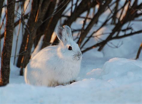 Snowshoe Hare: Agile Mammal with Seasonal Camouflage