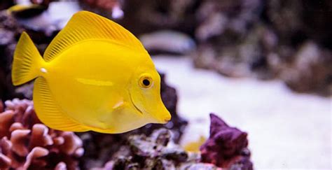 Yellow Tang Care and Breeding Guide - WZaquarium