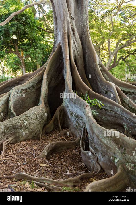 Moreton Bay Fig tree roots Stock Photo - Alamy