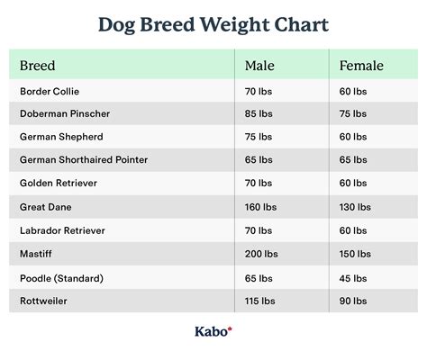 The Ultimate Puppy Feeding Guide | Kabo