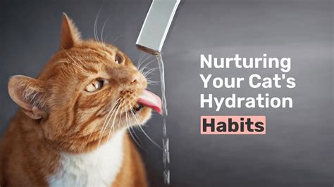 Nurturing Your Cat's Hydration Habits