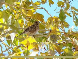 Pine Bunting (Emberiza leucocephalos) | Pine Bunting (Emberi… | Flickr