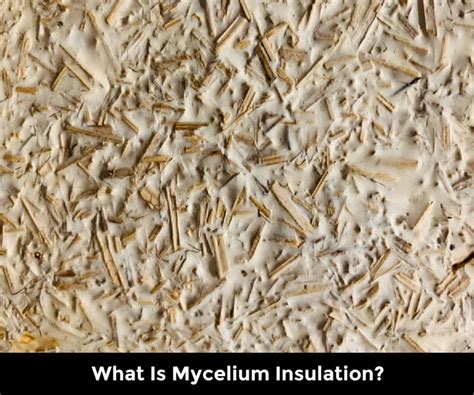 What Is Mycelium Insulation?