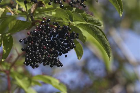 3 Elder Flower Hedge Plants 1-2ft,Make Elderberry Wine & Elderflower Lemonade - Beechwoodtrees