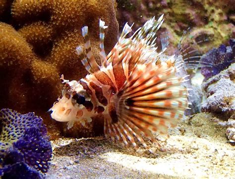 Cruise of the Ladybug: Noumea Aquarium Pics