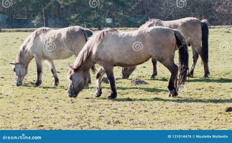 The Tarpan Horse stock photo. Image of outside, konik - 131014476