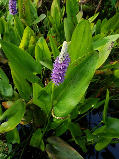 Native Aquatic, Emergent & Wetland Plants | Plants, Florida plants, Wetland