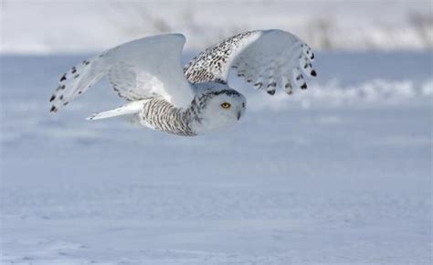 Harry Potter's Snowy Owl: Not Just for Wizards | Live Science