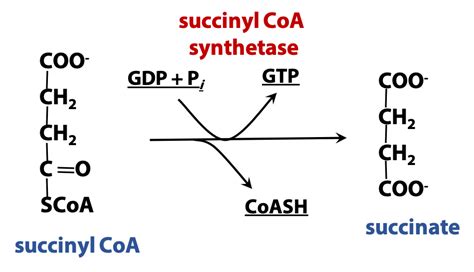 The Citric Acid Cycle – BIOC*2580: Introduction to Biochemistry