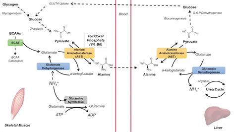 Glucose-Alanine Cycle | Cahill Cycle | Nitrogenous Waste Transport and ...