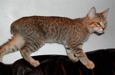 Polydactyl Cats | Pixie bob cats, Cats and kittens, Cat breeds