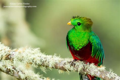 birds of a feather | Quetzal, Birds, Bird feathers