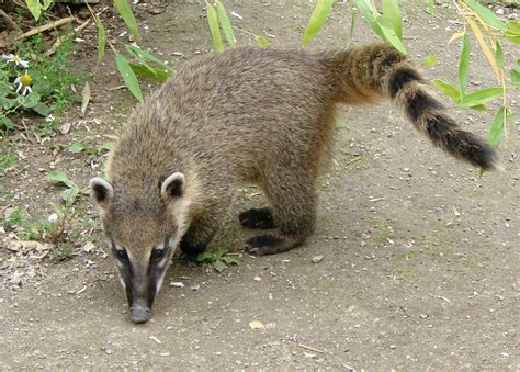 11 Awesome Native Animals You Must See In Mexico