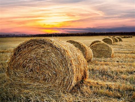 Over 1,000 Counties Approved for Emergency Haying and Grazing on CRP ...