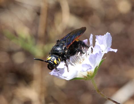 Dangerous Wasps With Poisonous Sting Called Scoliidae Orscolia Hirta In ...