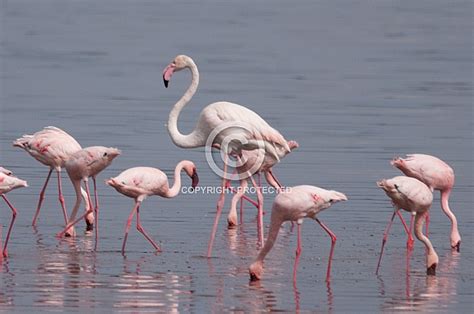 Greater and Lesser Flamingos – Wildlife Reference Photos for Artists