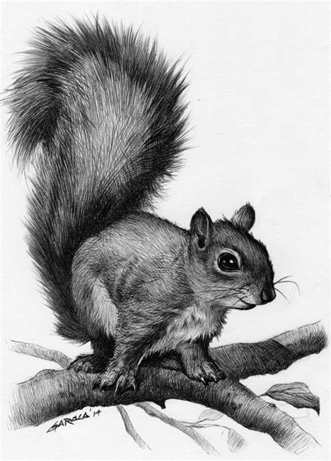 1000+ ideas about Squirrel Tattoo on Pinterest | Acorn Tattoo ... | Pencil drawings of animals ...