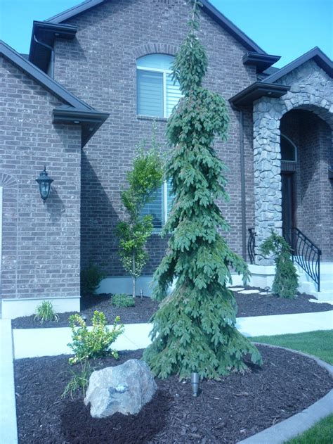 Weeping white spruce | Evergreen landscape, Evergreen trees landscaping ...