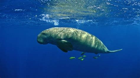 Govt. rewards dugong rescue in Gulf of Mannar - Inmathi